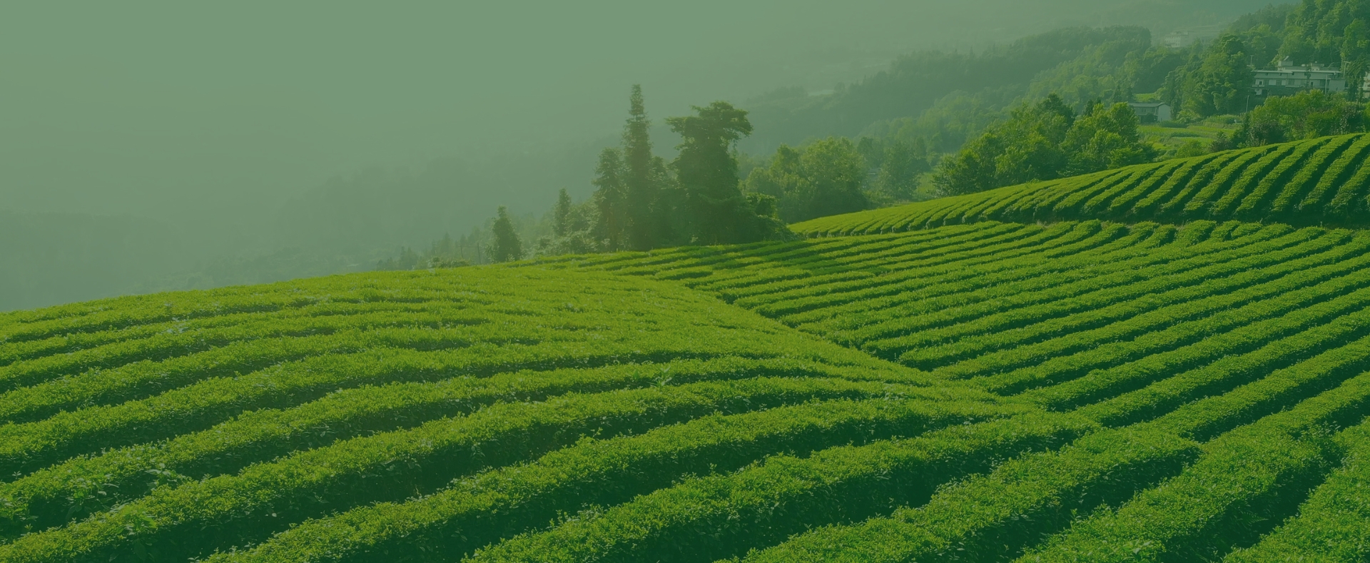 Banner đầu trang