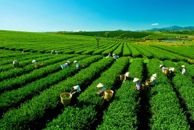 Từ đồi chè xanh đến ly đồ uống