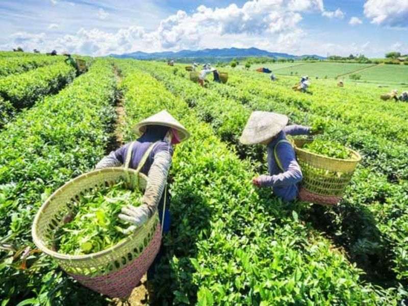 Điểm nổi bật của trà Phúc Sang
