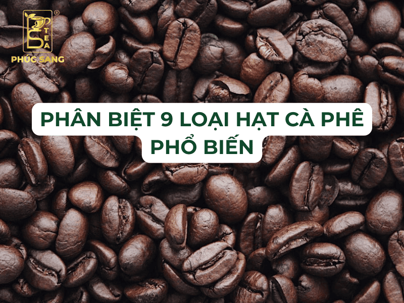 Phân biệt 9 loại hạt Cà Phê phổ biến trên thế giới Phân biệt 9 loại hạt Cà Phê phổ biến trên thế giới