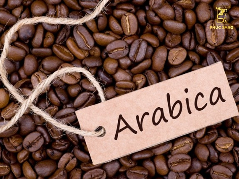 Arabica – hạt cà phê được ưa chuộng nhờ vị ngọt nhẹ và hậu vị kéo dài