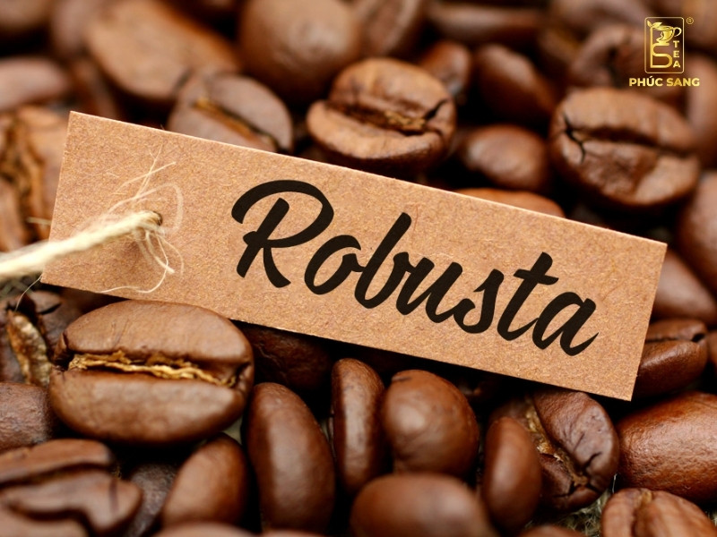 Robusta – hạt cà phê có vị đắng đặc trưng, thường dùng trong pha chế espresso